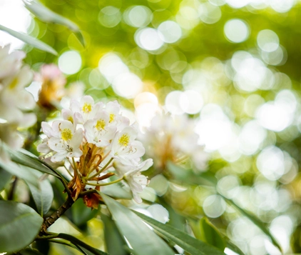 Close-up of white rhododendron flowers with yellow centers, surrounded by green leaves and a soft bokeh background of sunlight.