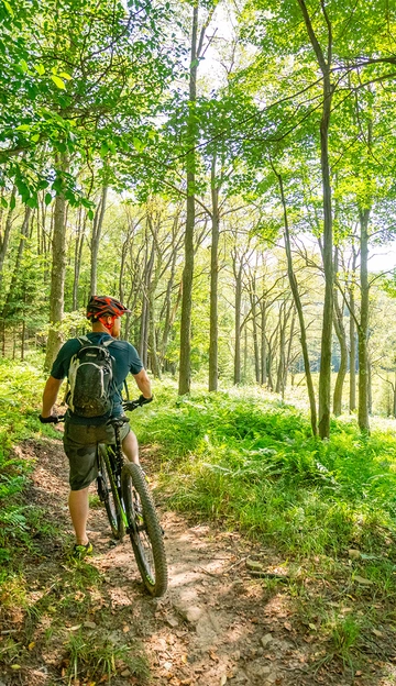 A person wearing a helmet and backpack pushes a mountain bike along a sunlit forest trail surrounded by green trees and lush undergrowth.