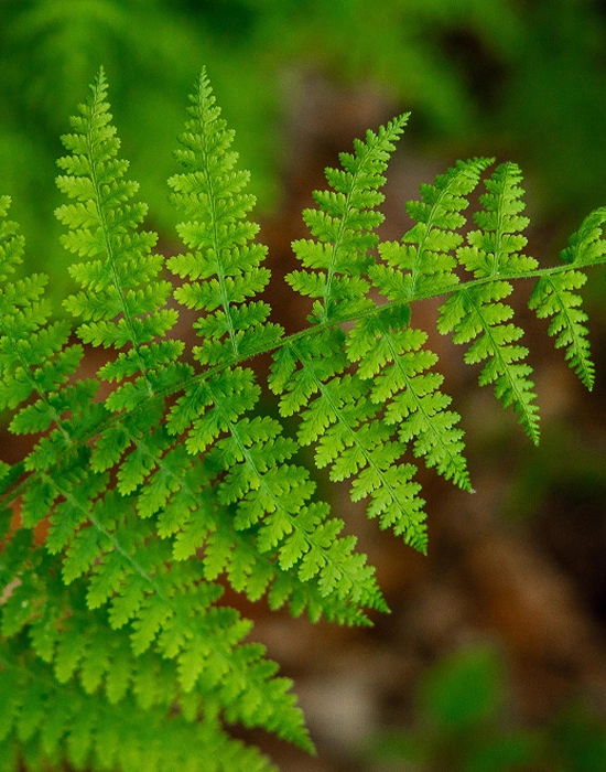 Close-up of a vibrant green fern leaf with delicate, feathery fronds standing out against a soft, blurred background of more greenery.