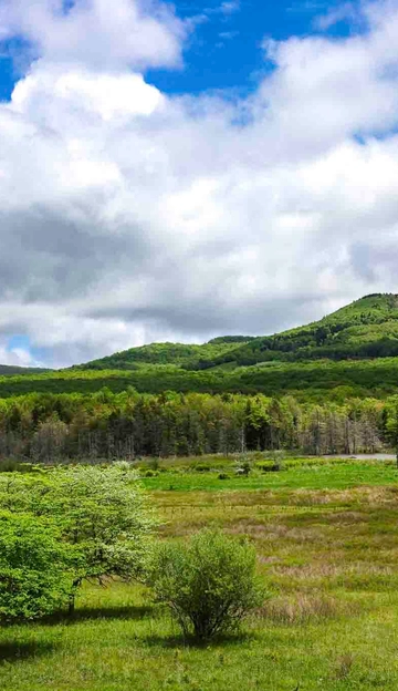 A lush green meadow with scattered trees under a partly cloudy blue sky, with rolling forested hills in the background.