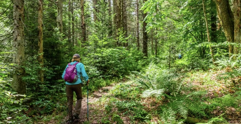 A hiker with a purple backpack walks down a forest trail lined with lush green trees and ferns.